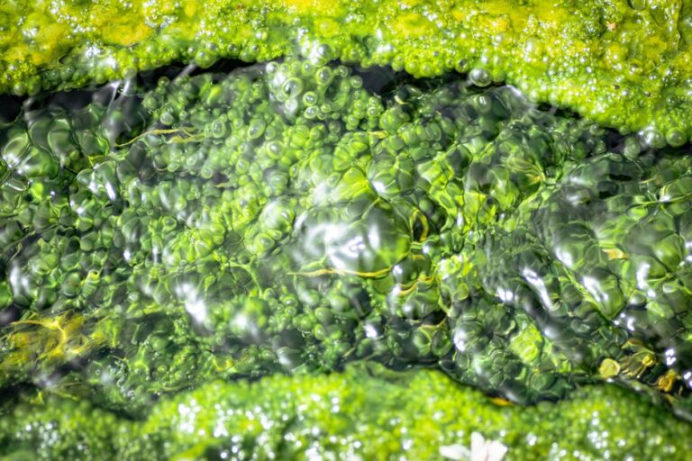 What Is Osmosis? Simple Water Science Explained